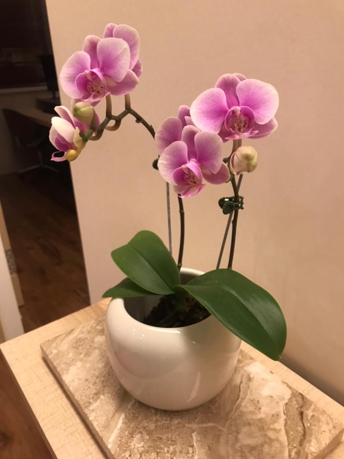 Appartement 菓菓輕旅 à Puli Extérieur photo